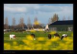 Keukenhof Hollandia 001